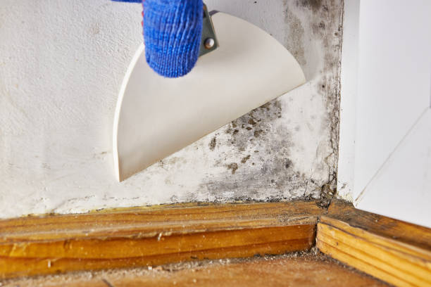Best Mold Odor Removal Services  in Malmstrom Af, MT