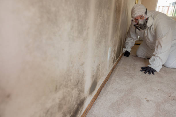 Best Black Mold Removal  in Malmstrom Af, MT